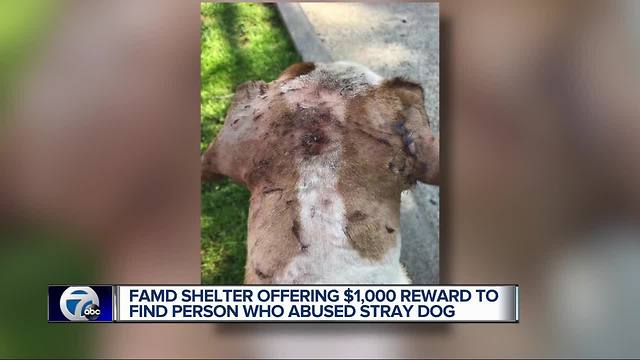 Dog with more than 200 puncture wounds given to Metro Detroit animal shelter