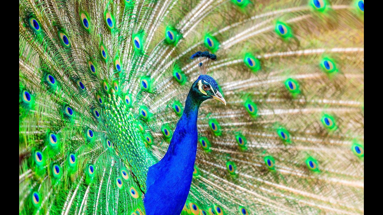 Very beautiful peacock for children. Beautiful brightness of peacock