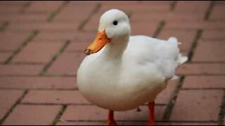 Duck seen wearing shoes in Vancouver street