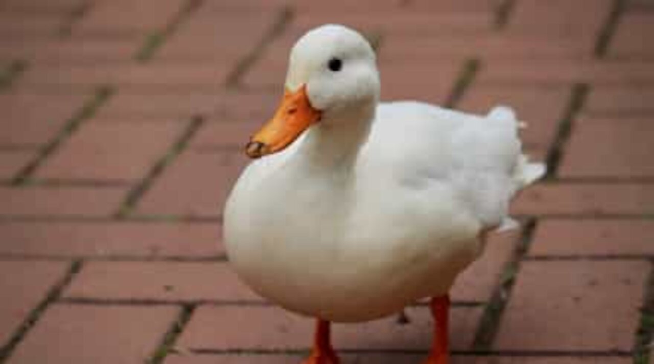 Duck seen wearing shoes in Vancouver street