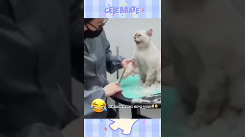 OOO No haahha #funny #cats #viralshort