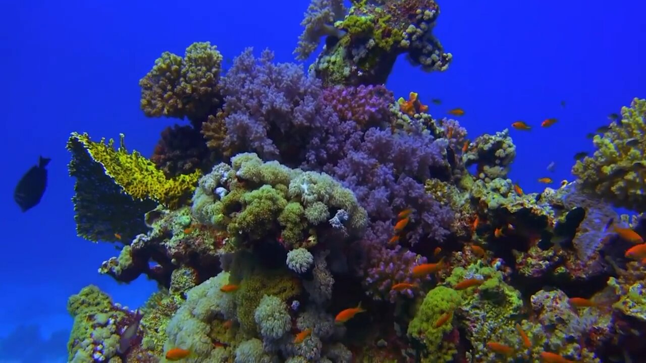 Red Sea beautiful