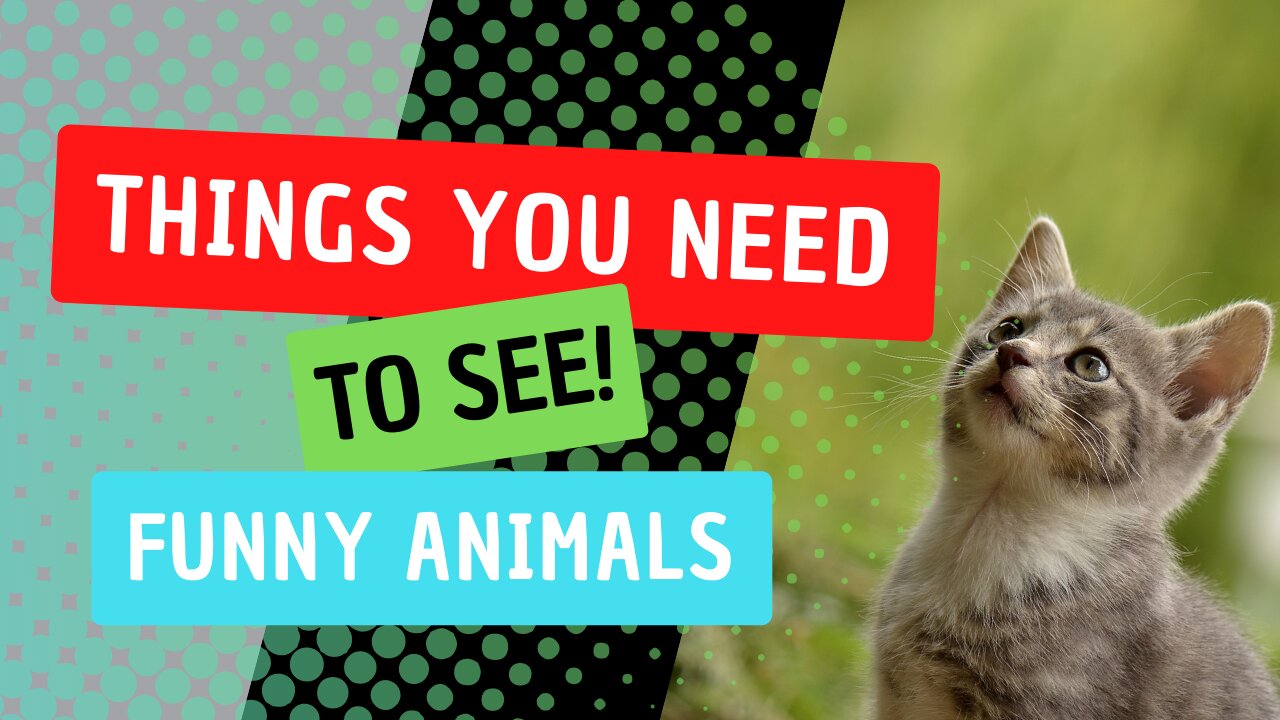 FUNNY ANIMALS voice overs by @klrdubs