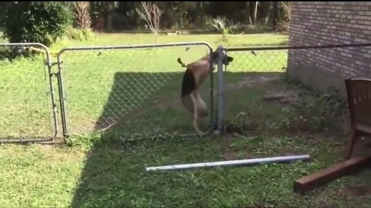 Various animals getting shocked