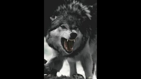 The strongest clip of wolves attacking the fiercest animal on earth