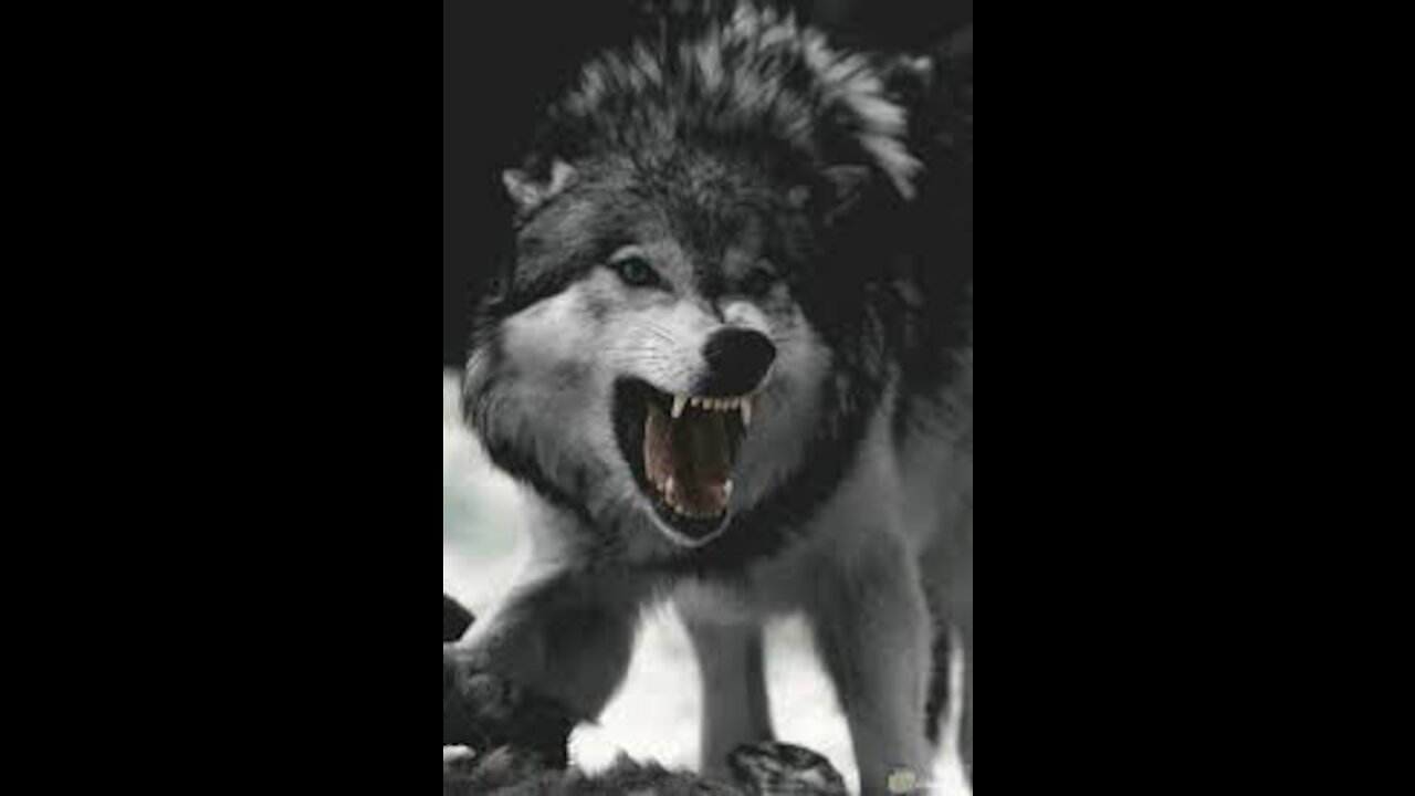 The strongest clip of wolves attacking the fiercest animal on earth