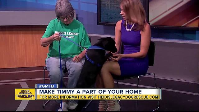 Oct. 29 Rescues in Action: Make Timmy a part of your family