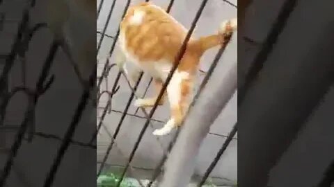 😸