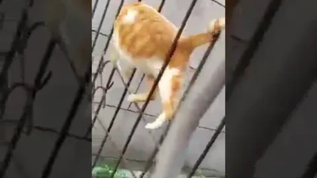 😸