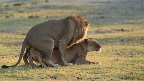 A VIDA PARTICULAR DO LEÃO|LION'S PRIVATE LIFE