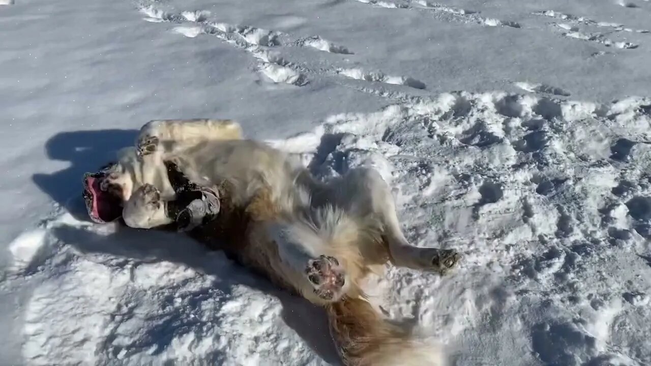 Dog snow angels- St. Bernard brothers play in fresh snow