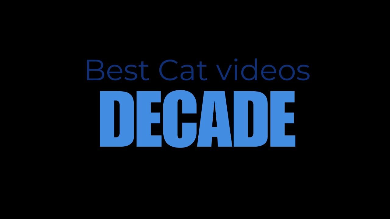 Best Cat Videos of the Decade