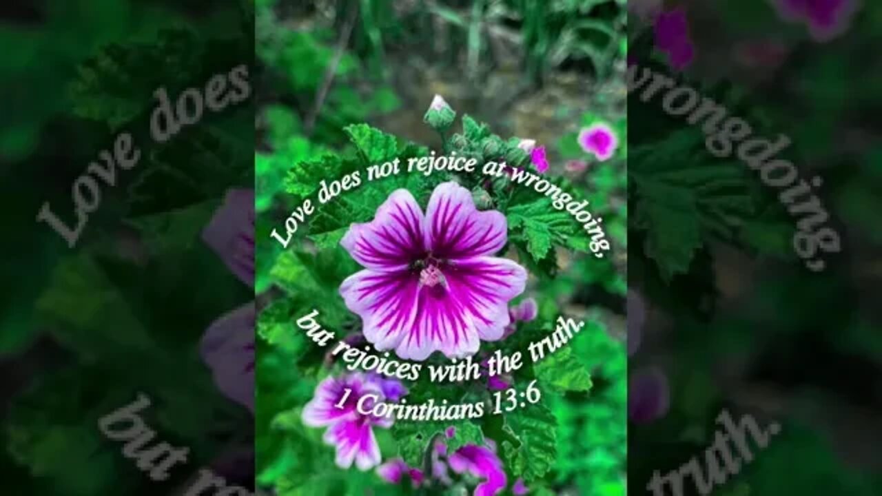 1 Corinthians 13:6 #love #God #Jesus #christianity #bible 