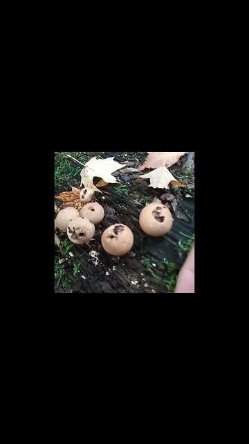 Can you ID this? Is it Lycoperdon pyriforme stump puffball