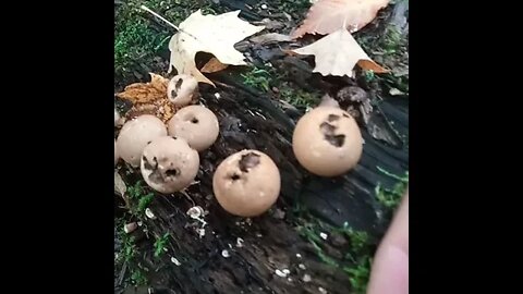 Can you ID this? Is it Lycoperdon pyriforme stump puffball