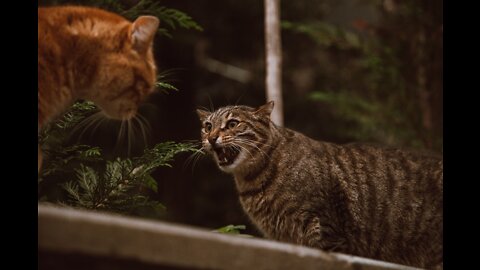 Cats being snotty - Unpredictable felines