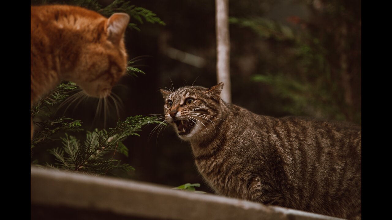 Cats being snotty - Unpredictable felines