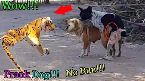 Wow! Nice Fake Tiger Prank Dog!!! Dog Run Very Funny Prank Video 2021