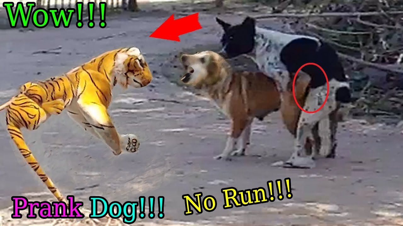 Wow! Nice Fake Tiger Prank Dog!!! Dog Run Very Funny Prank Video 2021