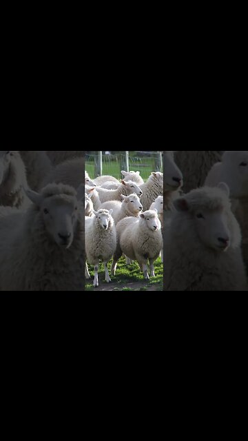 Schism leads to Hell! Saint Ignatius A.D. 110. Excerpt from Letter to the Philadelphians, Ch. 3.