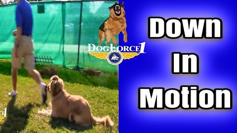 How to Down Your Dog Trick | Easy to Learn