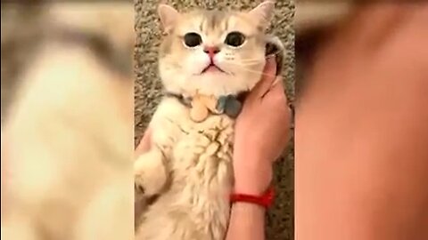 Funny Cats Meme 😂😻