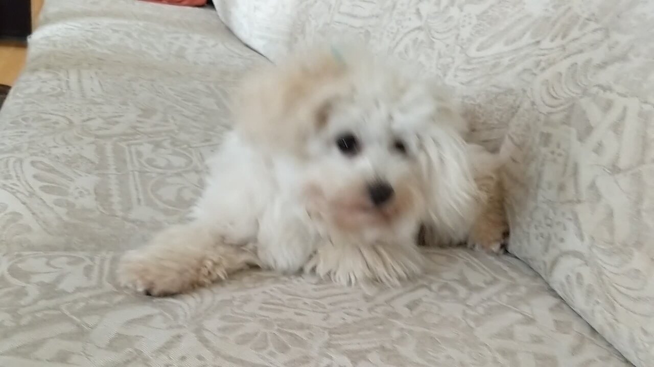 Pup tries everything to get owner's attention while at work