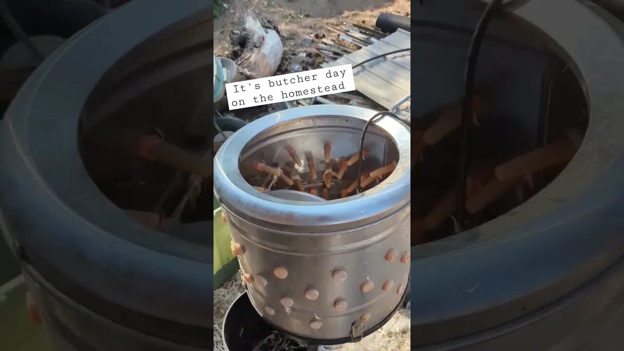 #farm #homestead #shorts