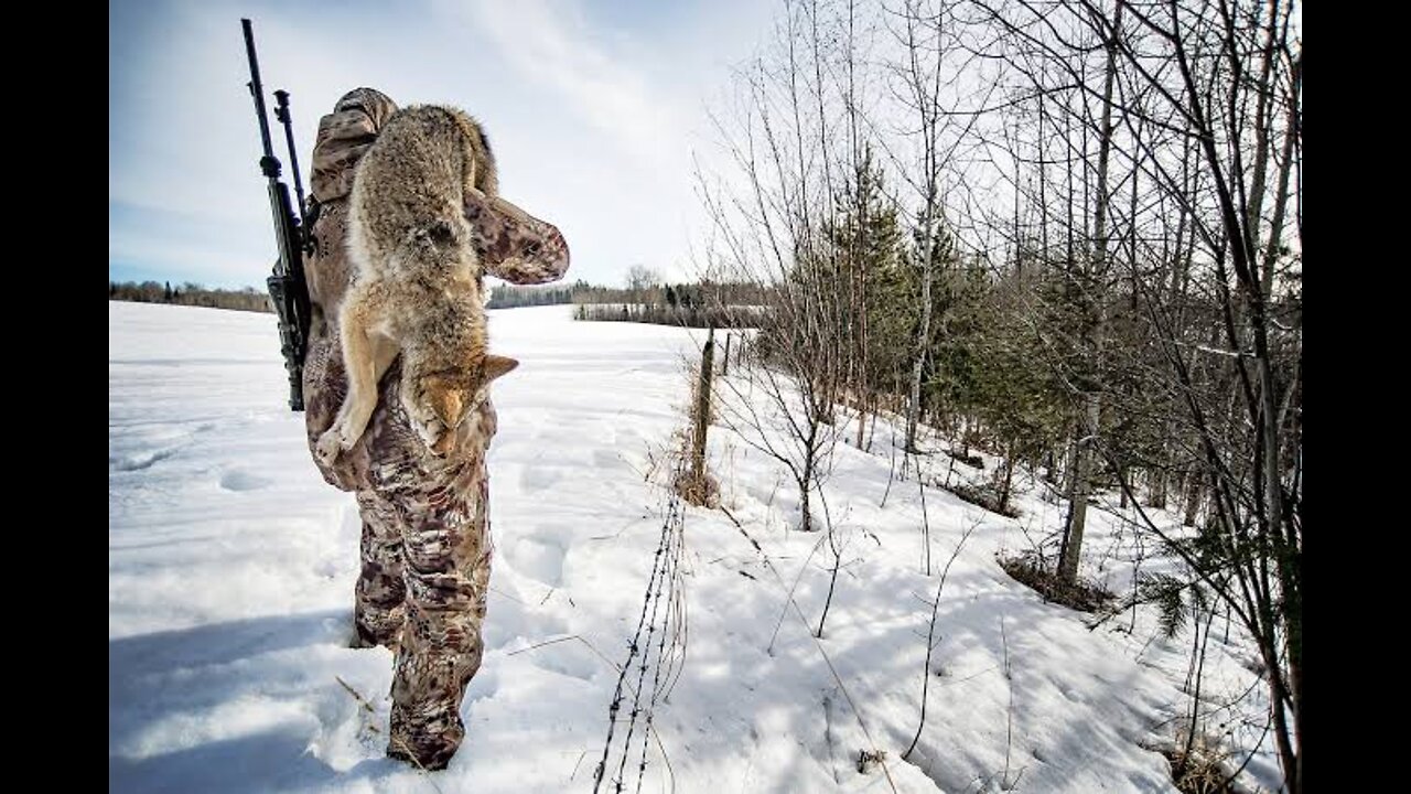 Sniping a coyote