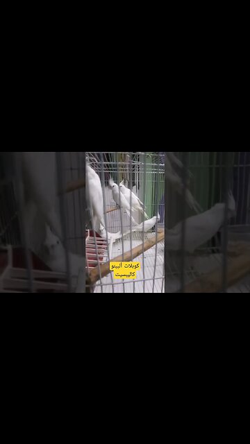 كوبلات ألبينو كاليبسيت روعة