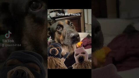 Bella and friends #bella #doglover #dog #dogowner #funny #cutedog #dogsofyoutube