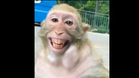 Very funny Monkey King Laughing Viral Video