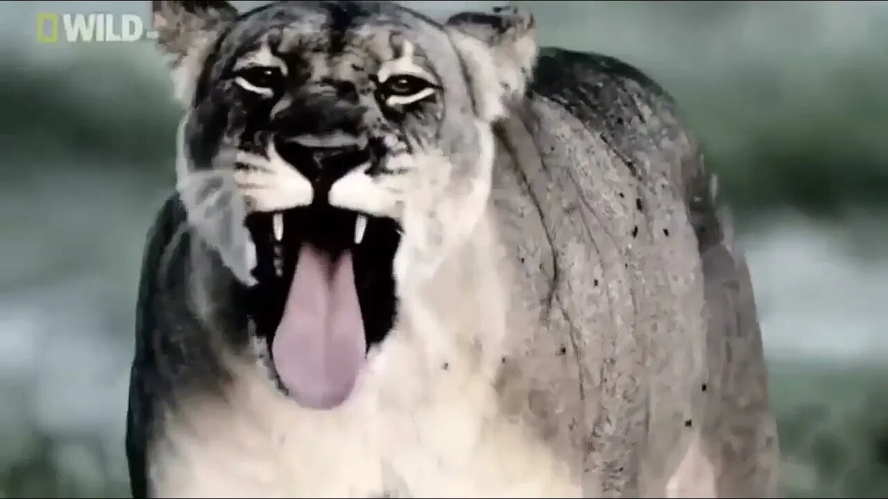 Hyenas Hunt Buffalo Documentary @ABR Entertainment