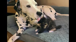 Sweet interaction between patient Dalmatian and obnoxious kitten