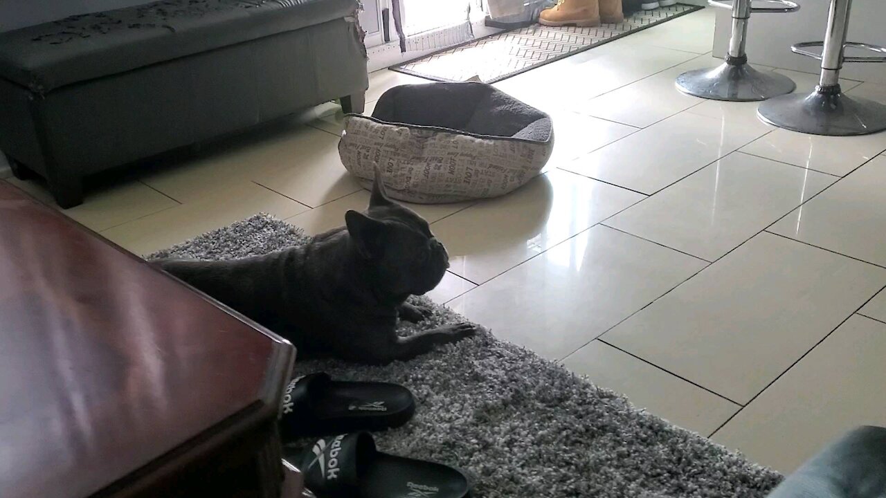 Frenchie hears his buddy running...trys looking for him