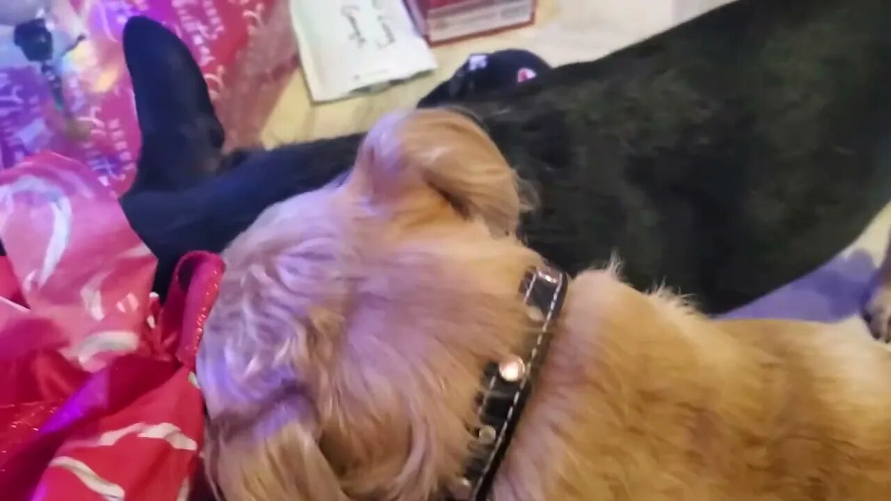 Dog "KNOWS" Santa came!