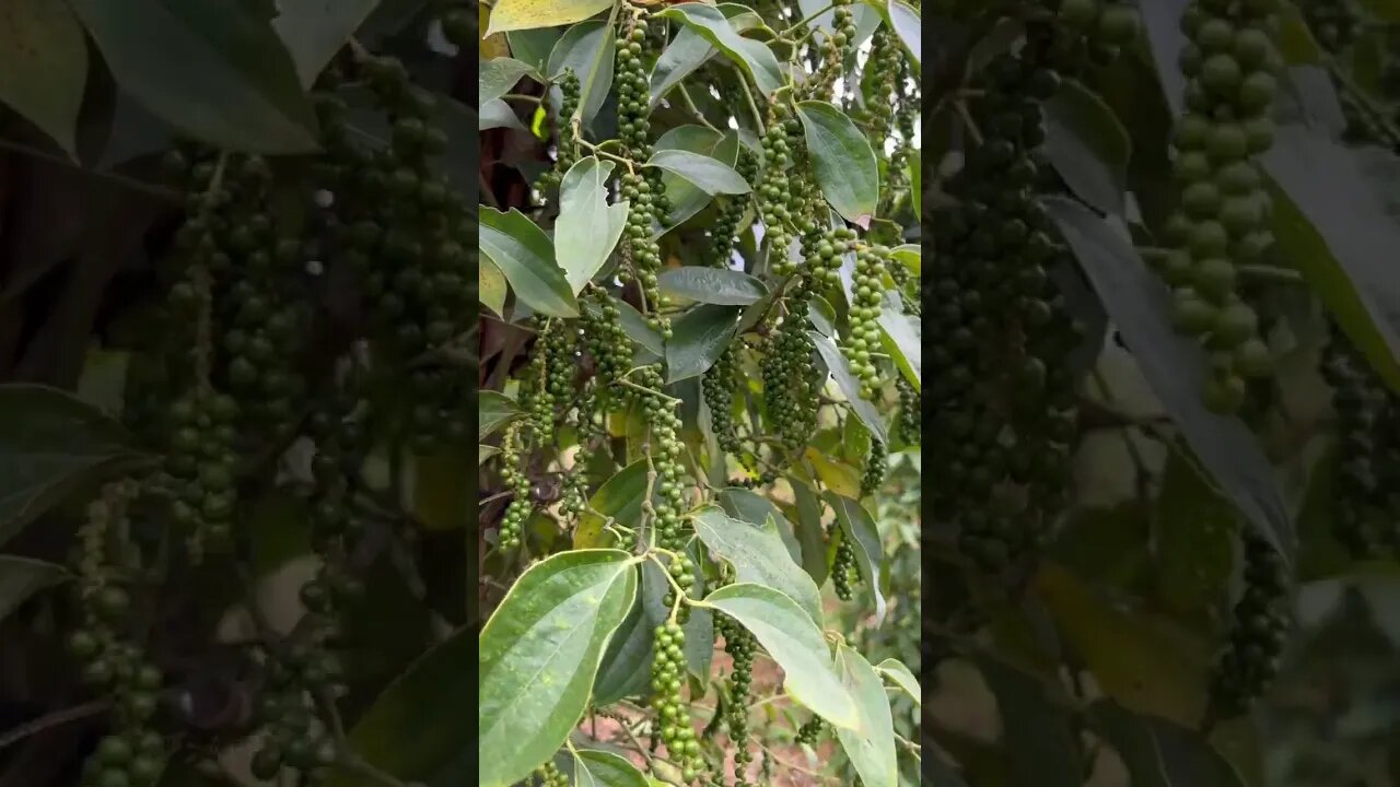 Black pepper