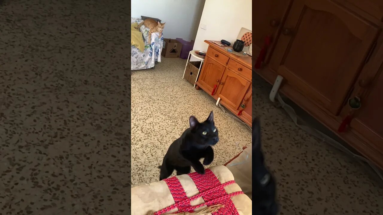 Kitty Uses Only Back Legs To Jump (Doesn’t Use The Front Legs)