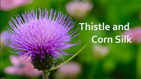 PFTTOT Part 194 Benefits of Thistle and Corn Silk