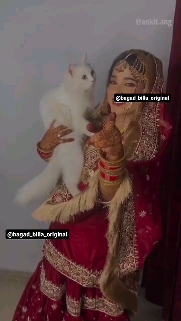 billi ne shadi cancel karba di Galli dekar
