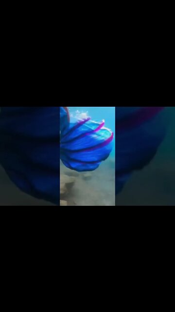 Fishermen Around the World Head to China to Catch Chinese Transfish