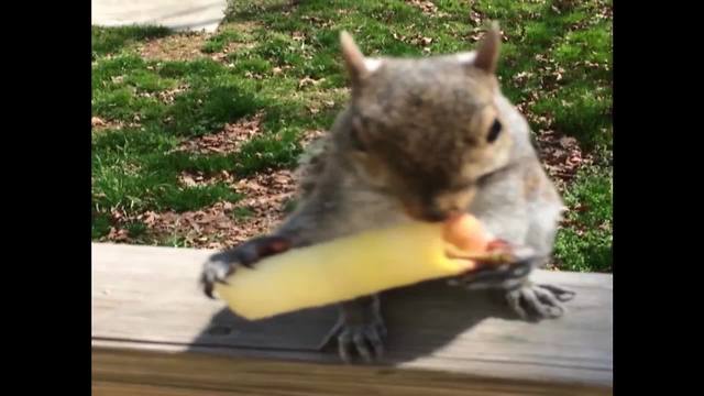 A Woman And A Squirrel Share An Apple