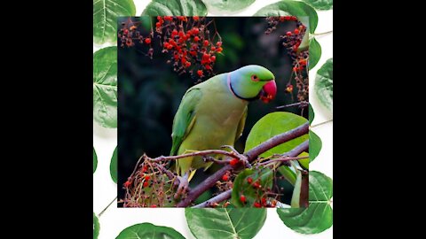 Cute Indian Parrot you never seen