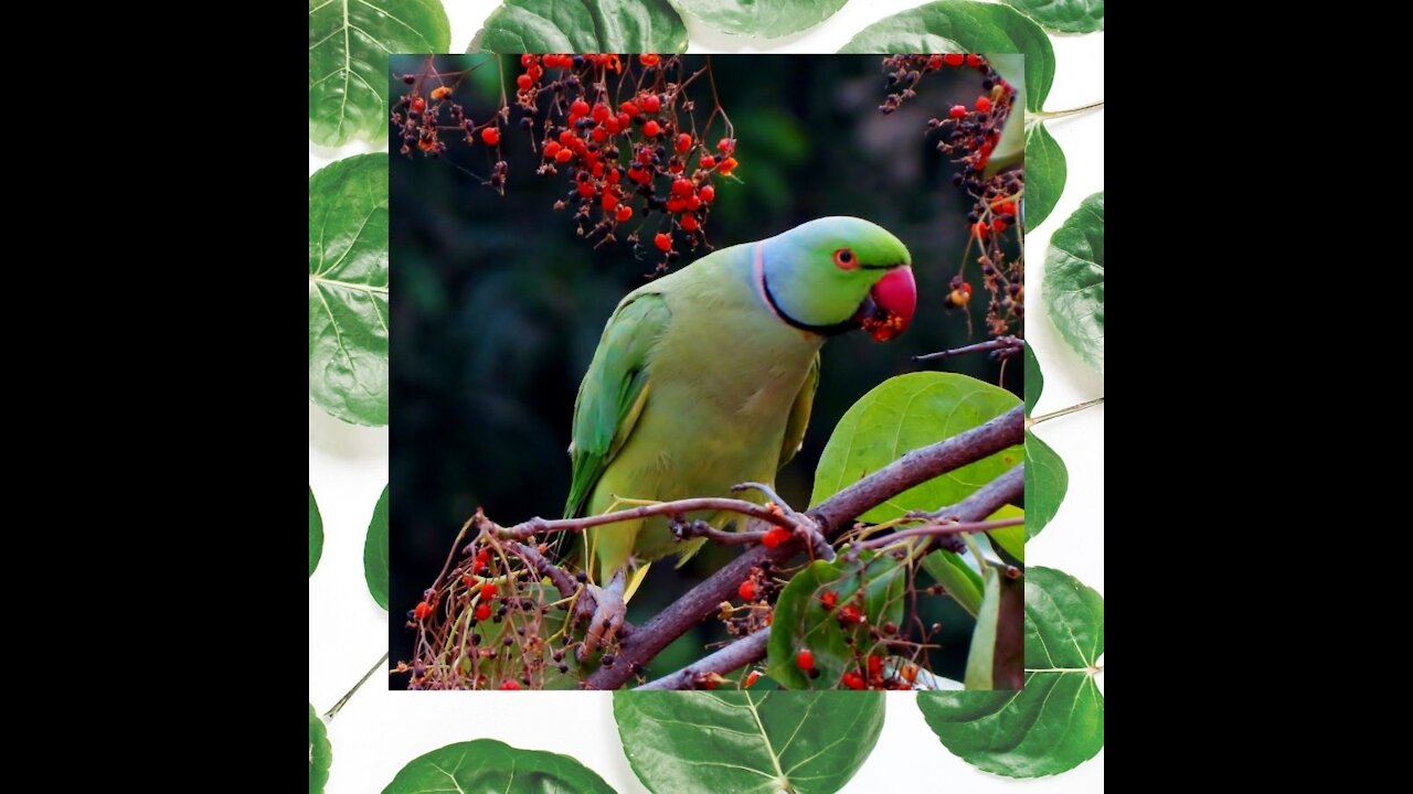 Cute Indian Parrot you never seen