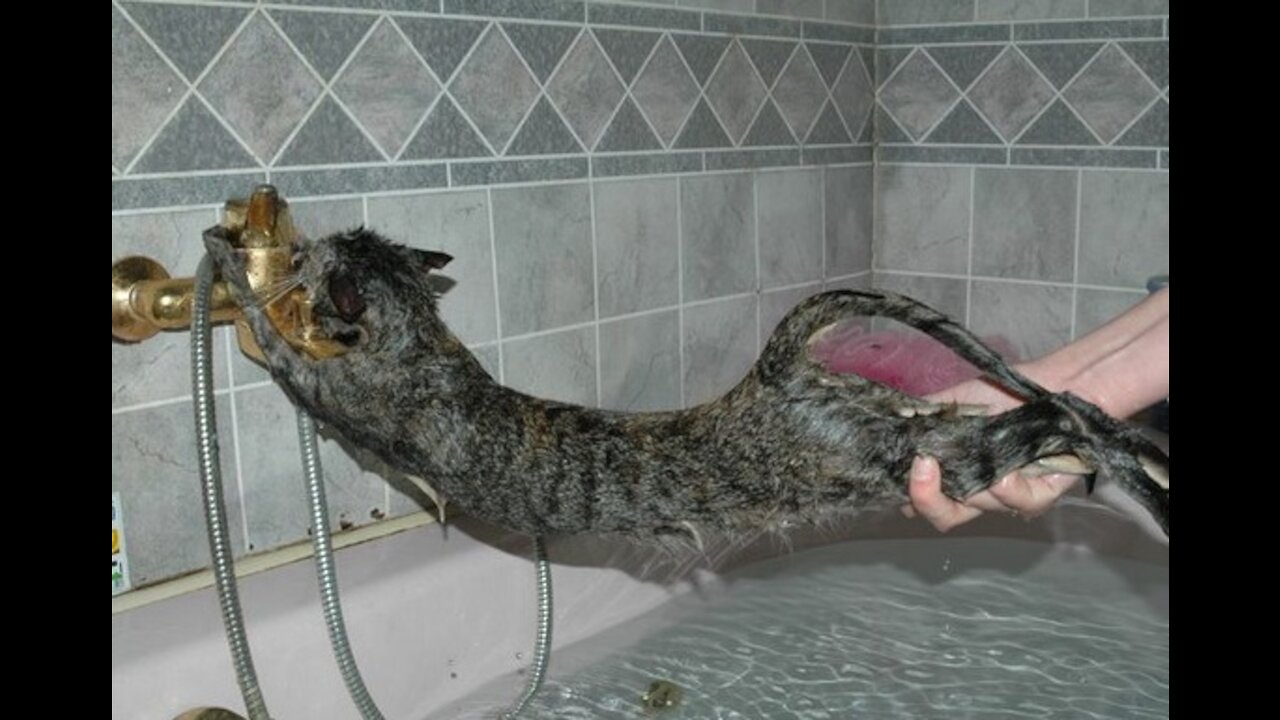 why cat hate to bath