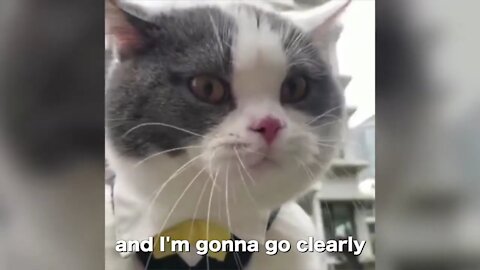 Cats talking!! these cats can speak english better than hooman