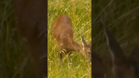 Hi Deer #yorkshire #deer #nature