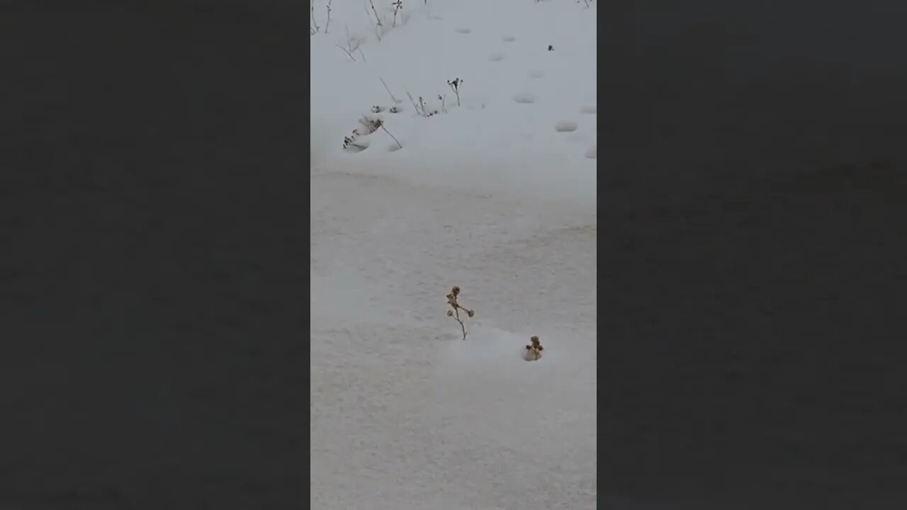 Badlands skiing fall