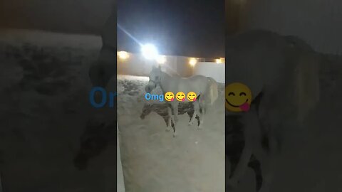 omg😀😀😀#horse #shortfeed #shortvideo #youtubevideo #viral