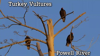 Turkey Vultures